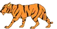 tiger