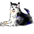 doggy
