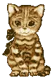 kitten