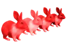 bunnies