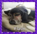 Flash- Purple Glitter Border