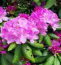 Purple Flower Avatar