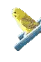 Budgie