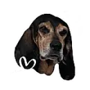 Basset 