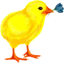 chick