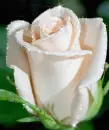 white rose