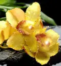 yellow flowers