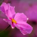 pink flower