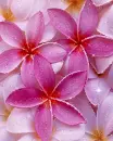 pink flowers