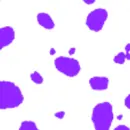 cheetahs spots