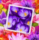 purple Crocus