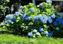 Blue Flower Background