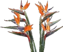 Bird of Paradise