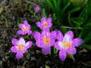 purple Crocus