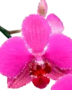 orchid