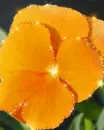 orange flower