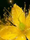 yellow flower