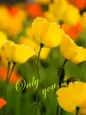 yellow flowers
