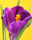 purple flower