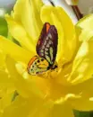 yellow flower