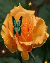 orange flower