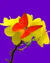yellow flower