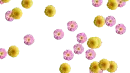yellow and pink flowers