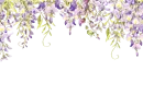 wisteria