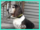Flash with Aqua