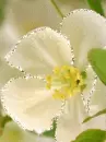 white flower