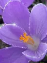 purple flower