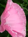 pink flower