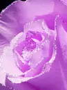 purple rose