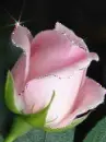 pink rose