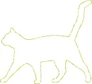cat