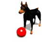 dog and red ball
