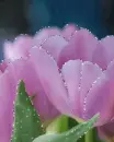 pink flowers