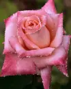 pink rose