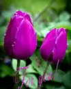 purple roses
