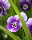 purple flowers