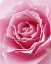 pink rose