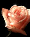 peach rose