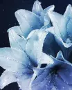 blue flowers