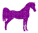 Arabian horse