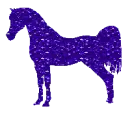Arabian horse
