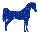 Arabian horse