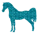 Arabian horse