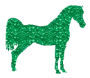 Arabian horse