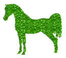 Arabian horse