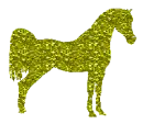 Arabian horse